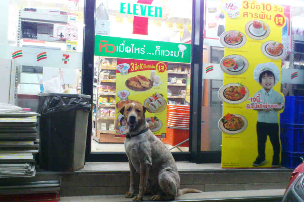 タイのセブンの犬